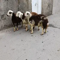 شیشک پلنگی بره قوچ بره ماده|حیوانات مزرعه|بروجرد, |دیوار