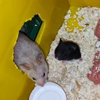 فروش تکی یا گله ی همستر سوری مو بلند|موش و خرگوش|پرند, فاز ۶|دیوار