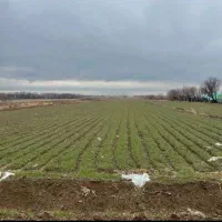 یک هکتار سندار برجاده قدیم هشتگرد|فروش زمین و ملک کلنگی|هشتگرد, ینگی امام|دیوار