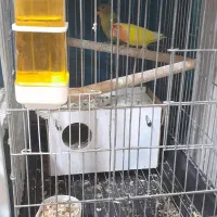 جفت عروس کوتوله