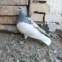 پرنده