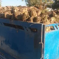 چغندر درشت وتازه تازه اززمین درامده