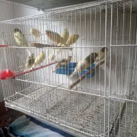 جوجه قناری|پرنده|رشت, کوی مهر|دیوار