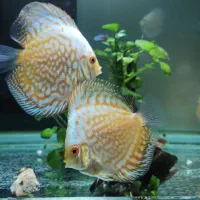 ماهی دیسکس باترفلای.اکواریوم|ماهی|سنندج, |دیوار
