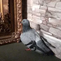 واگذاری کبوتر چاهی (رایگان )