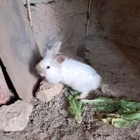 خرگوش لوپ