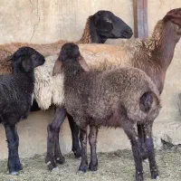 تعداد ۱۳راس میش قزل افشار بره دار ۱۴راس بره
