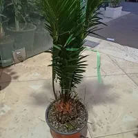 سرخس سرسبز|گل و گیاه طبیعی|فردیس, شهرک ارم|دیوار