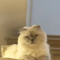 گربه پرشین|گربه|رشت, گلباغ نماز|دیوار