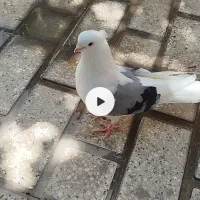کبوتر جوجه شازده