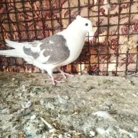 کبوتر|پرنده|زارچ, |دیوار