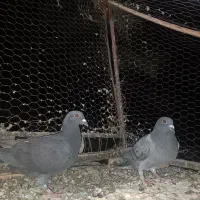 دوتا جوجه پلاکی