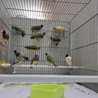 فنچ گلدین|پرنده|قم, هفت تیر|دیوار