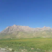جوگندم|خدمات باغبانی و درختکاری|کیار, |دیوار