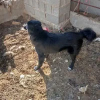لبرام|سگ|شیراز, تندگویان|دیوار