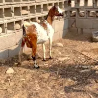 خالص و ناب|حیوانات مزرعه|بندر گناوه, |دیوار