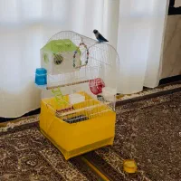 طوطی برزیلی|پرنده|جوانرود, |دیوار