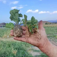 فروش نهال توت فرنگی|خدمات باغبانی و درختکاری|جیرفت, |دیوار