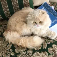 فروش پرشین نر|گربه|بندر گناوه, |دیوار