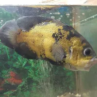 ماهی گیاه خوار و گوشتخوار