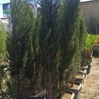 درخت سرو شیراز|گل و گیاه طبیعی|احمدآبادمستوفی, |دیوار