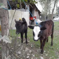 لیشه گاو گوساله ورزاخوشکل عروسک چالوسی|حیوانات مزرعه|سنگر, |دیوار