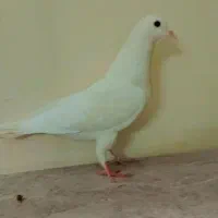 مادع دمگیر|حیوانات|اصفهان, منتظرالمهدی|دیوار