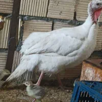 بوقلمون ماده محلی برنز کرک شو  رودان