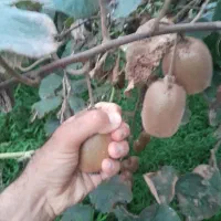خرید کیوی نقدی