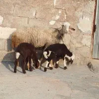 ۳راس میش دوقلوزا (هترو)|حیوانات مزرعه|شوشتر, |دیوار