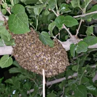 خرید/فروش زنبور عسل و تجهیزات زنبورداری+اموزش