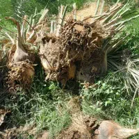 پاجوش نخل مضافتی|گل و گیاه طبیعی|بم, |دیوار