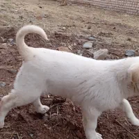 2عدد توله سگ پاکوتاه نروماده