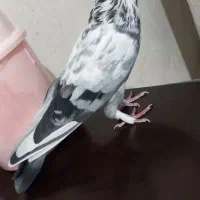 نر پرشی پر قور