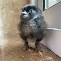 جوجه مرندی بیگ سایز تک رنگ
