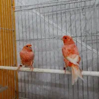 جفت قناری ردفاکتور