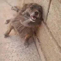 سگ.|سگ|مرودشت, ابوذر شمالی‎|دیوار