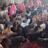 جوجه مرغ گلپایگان،کاکلی|حیوانات مزرعه|تربت جام, بهشت محمدیه|دیوار