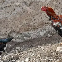 مرغ و خروس لاری تاج مهر ۱۱ ماهه