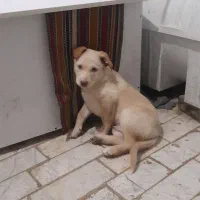 سگ پا کوتاه|سگ|قرچک, شهرک گلها|دیوار