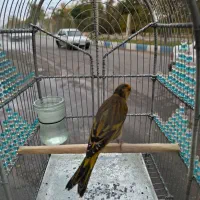 سهره قناری نازار مست مست|پرنده|بروجرد, |دیوار