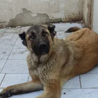 سگ سرابی ماده اصل|سگ|مراغه, |دیوار