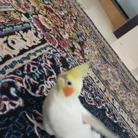 عروس هلندی|پرنده|محمدشهر, محمدشهر|دیوار