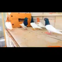 کفتر سینه کفتر کله