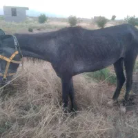 اسب مادیان نژادکورد