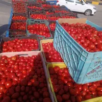 گوجه ربی|خوردنی و آشامیدنی|قم, شهر قائم|دیوار