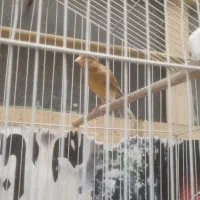 قناری ماده اماده|پرنده|شوش, |دیوار