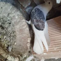 کبوتر پرشی به شرط