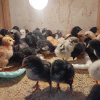 جوجه محلی اصل ۱۵ روزه