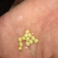 حلزون|خزنده|دزفول, |دیوار